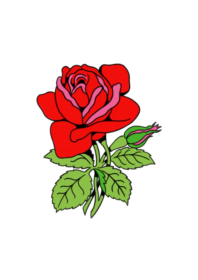 Rosa Tradicional